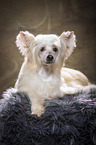 lying Chinese Crested Powderpuff