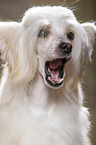 Chinese Crested Powderpuff Portrait