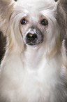 Chinese Crested Powderpuff face