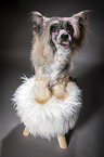 sitting Chinese Crested Powderpuff