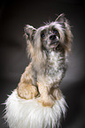 sitting Chinese Crested Powderpuff