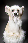 sitting Chinese Crested Powderpuff