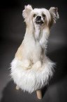 sitting Chinese Crested Powderpuff