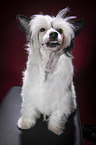 sitting Chinese Crested Powderpuff