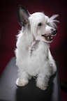 sitting Chinese Crested Powderpuff