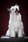 sitting Chinese Crested Powderpuff