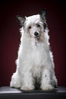 sitting Chinese Crested Powderpuff