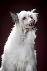 Chinese Crested Powderpuff Portrait