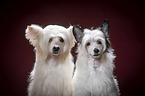 Chinese Crested Powderpuff Portrait