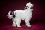 standing Chinese Crested Dog