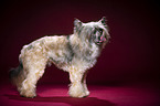 standing Chinese Crested Dog