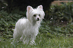 Chinese Crested Powderpuff