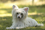 Chinese Crested Powderpuff