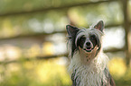 Chinese Crested Powderpuff Portrait
