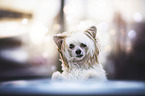Chinese Crested Powderpuff