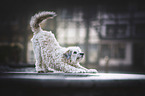 Chinese Crested Powderpuff