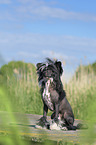 sitting Chinese Crested Powderpuff