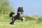 running Chinese Crested Powderpuff