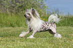 playing Chinese Crested Powderpuff