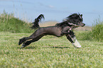running Chinese Crested Powderpuff