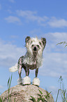 standing Chinese Crested Powderpuff