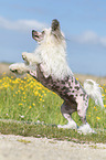 playing Chinese Crested Powderpuff