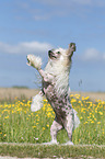 standing Chinese Crested Powderpuff