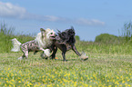 playing Chinese Crested Powderpuffs