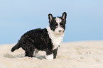 Chinese Crested Powderpuff