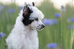 Chinese Crested Powderpuff between flowers