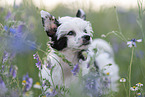 Chinese Crested Powderpuff between flowers