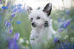 Chinese Crested Powderpuff between flowers