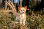 Chinese Crested Powderpuff