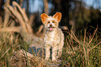 Chinese Crested Powderpuff