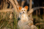 Chinese Crested Powderpuff