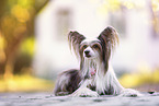 Chinese Crested Powderpuff