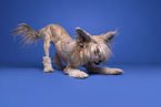 Chinese Crested Powderpuff