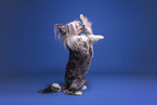 Chinese Crested Powderpuff