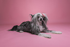 Chinese Crested Powderpuff