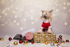 Chinese Crested Powderpuff