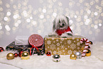 Chinese Crested Powderpuff