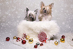Chinese Crested Powderpuff