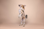 Chinese Crested Powderpuff