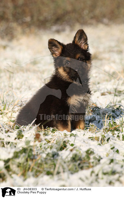 Chodsky Pes Puppy / JH-08303