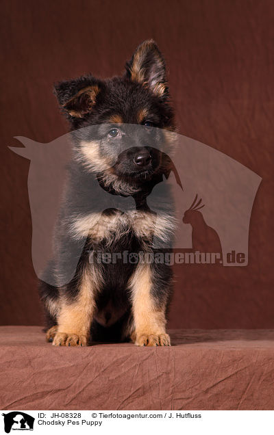 Chodsky Pes Welpe / Chodsky Pes Puppy / JH-08328
