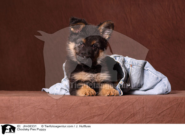Chodsky Pes Welpe / Chodsky Pes Puppy / JH-08331