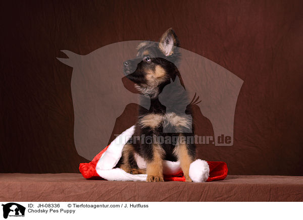 Chodsky Pes Welpe / Chodsky Pes Puppy / JH-08336