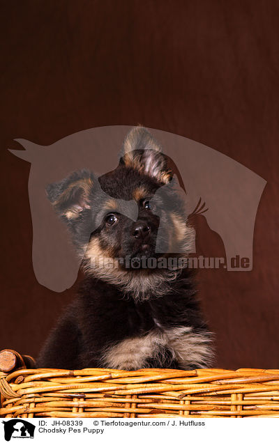 Chodsky Pes Welpe / Chodsky Pes Puppy / JH-08339