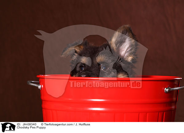 Chodsky Pes Welpe / Chodsky Pes Puppy / JH-08340