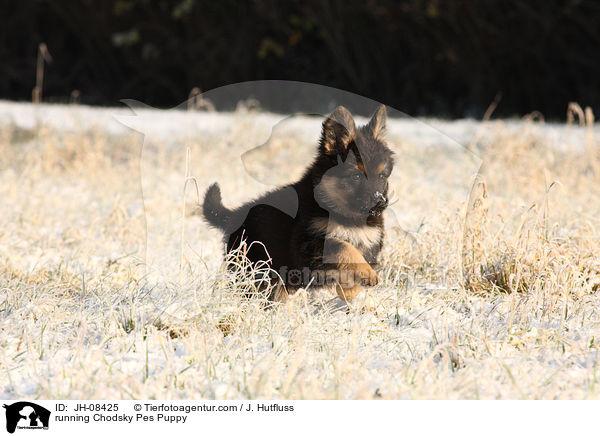 rennender Chodsky Pes Welpe / running Chodsky Pes Puppy / JH-08425